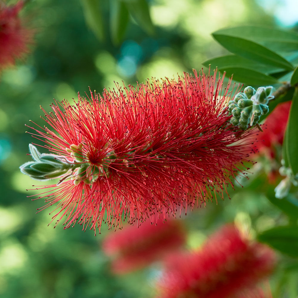 Bottlebrush ‘Red Cluster’