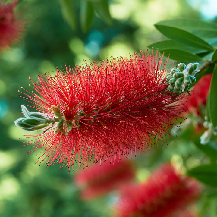 Bottlebrush ‘Red Cluster’