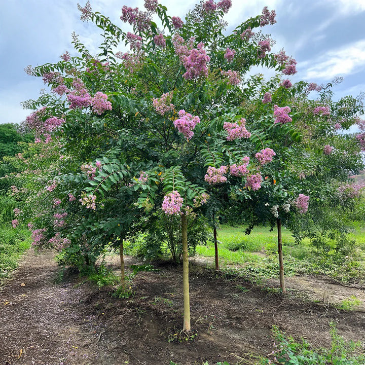 Crape Myrtle ‘Muskogee’