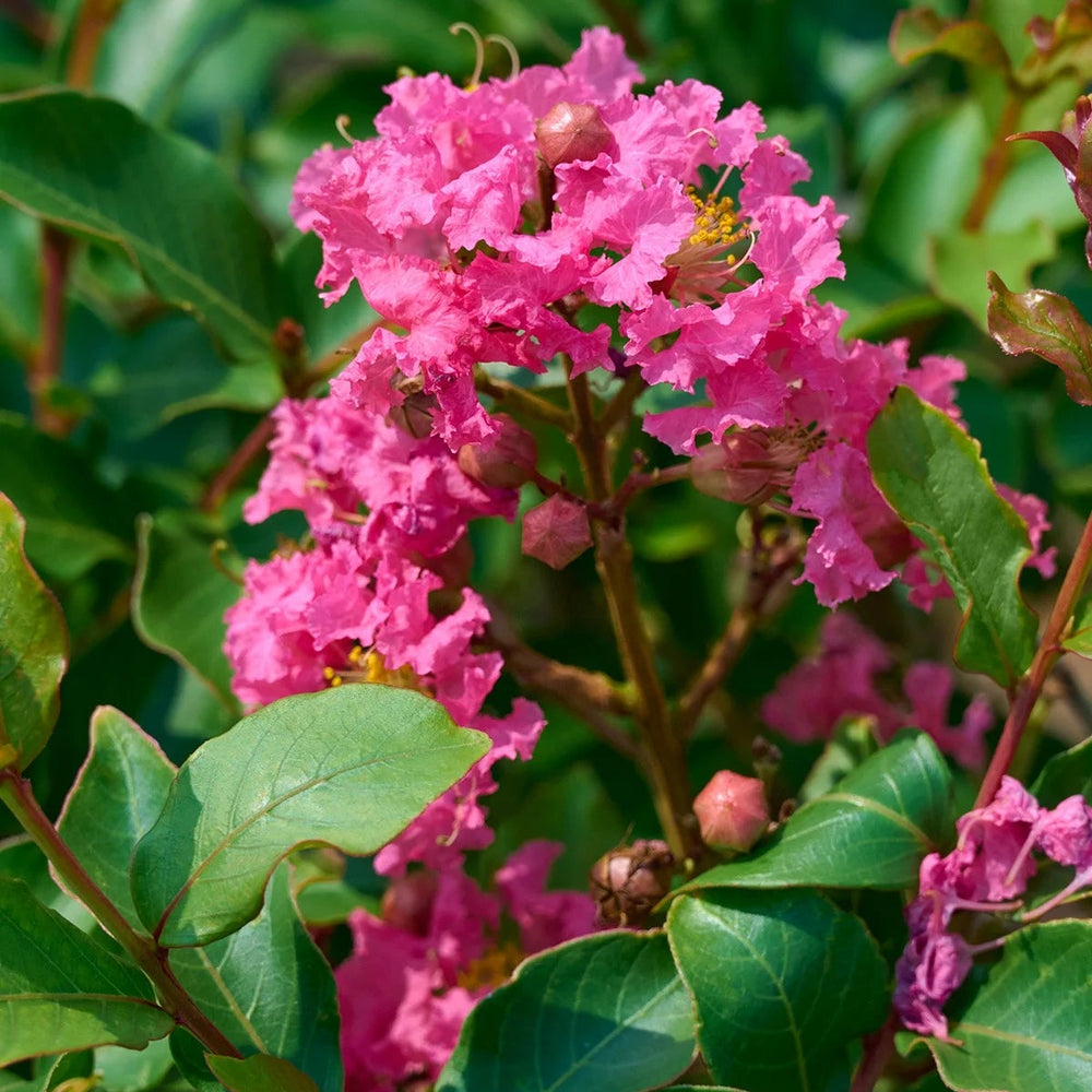 Pink flowers with green leaves in a natural setting