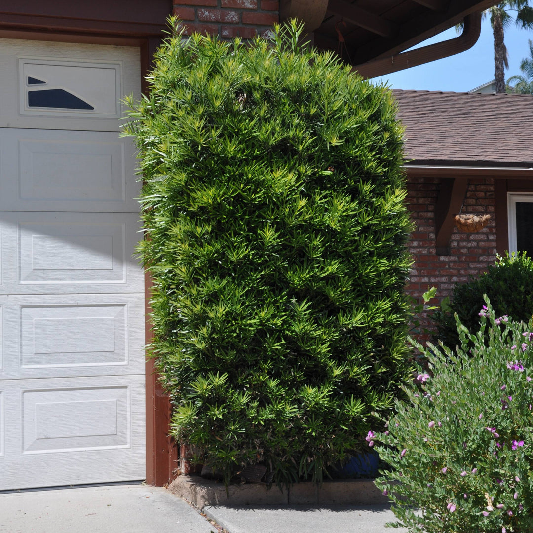 Green bush in front of a house with a white garage door