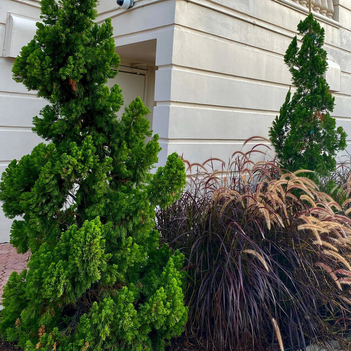 Juniper Torulosa