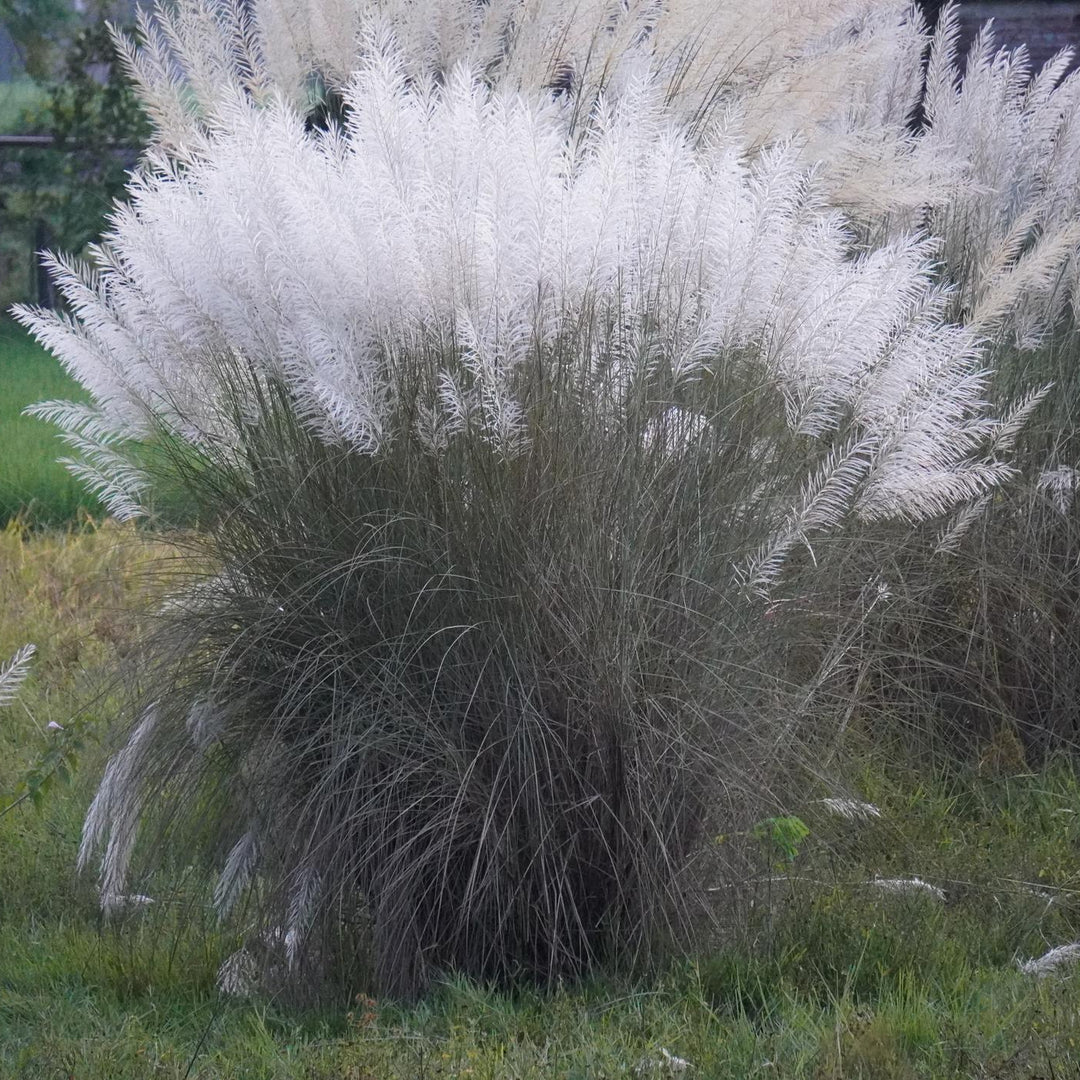 Grass Pampas