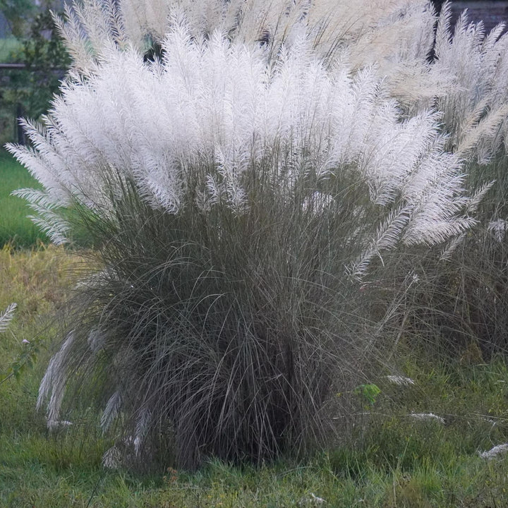 Grass Pampas