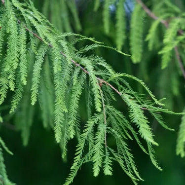 Bald Cypress