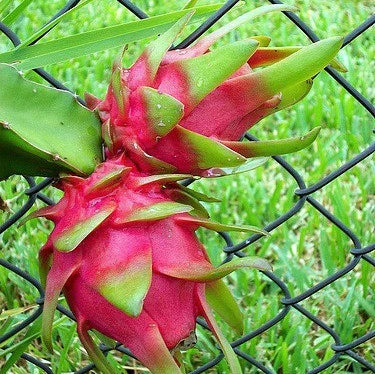 Dragon Fruit