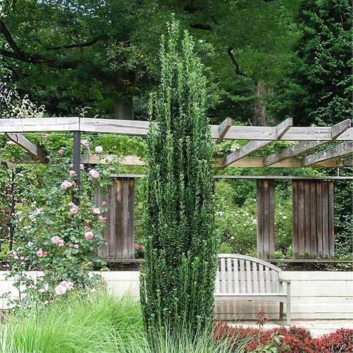 Ilex Sky Pencil