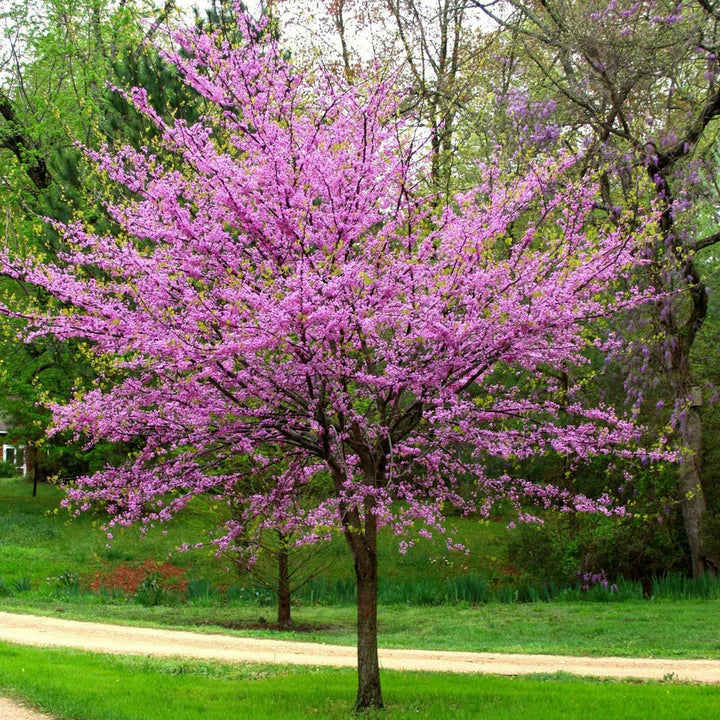 Redbud (Cercis canadensis)