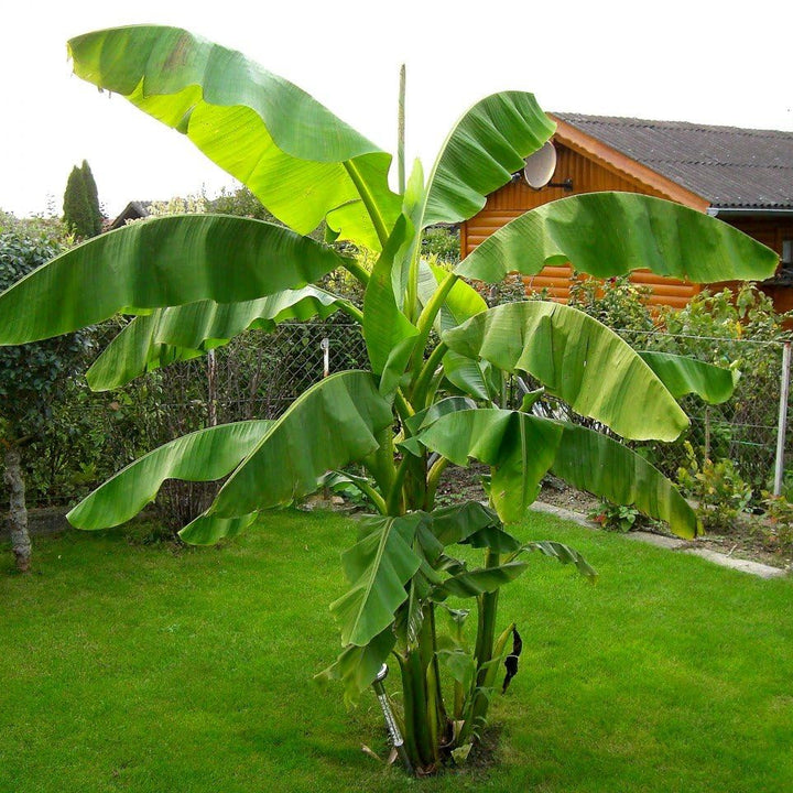 Tropical Banana Tree