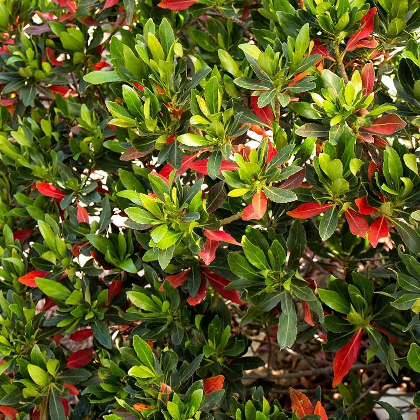 Green bush with red flowers