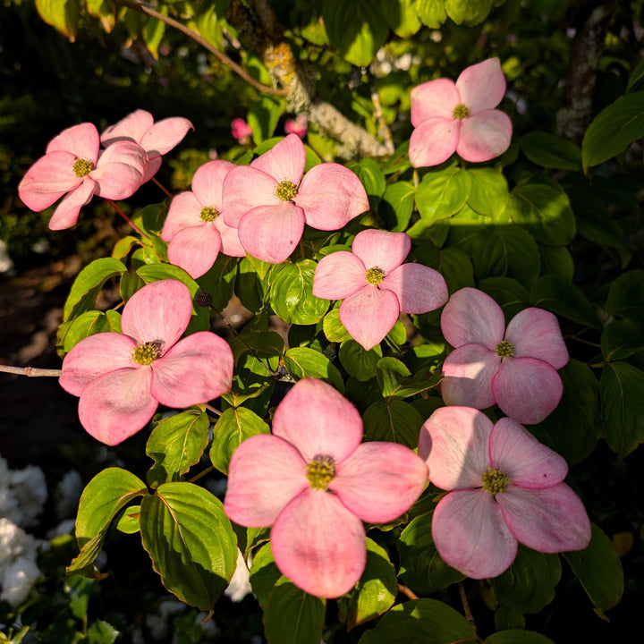 Azalea Dogwood