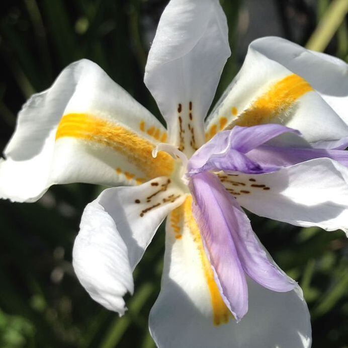 African Iris White