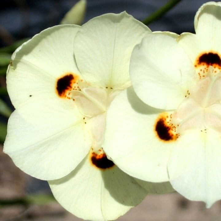 African Iris Yellow