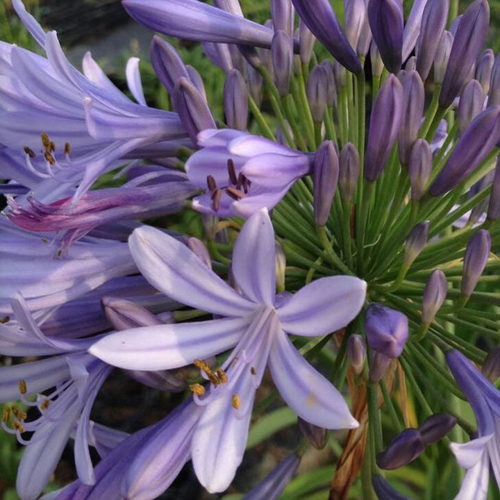 Agapanthus Africans Blue
