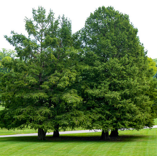 Bald Cypress