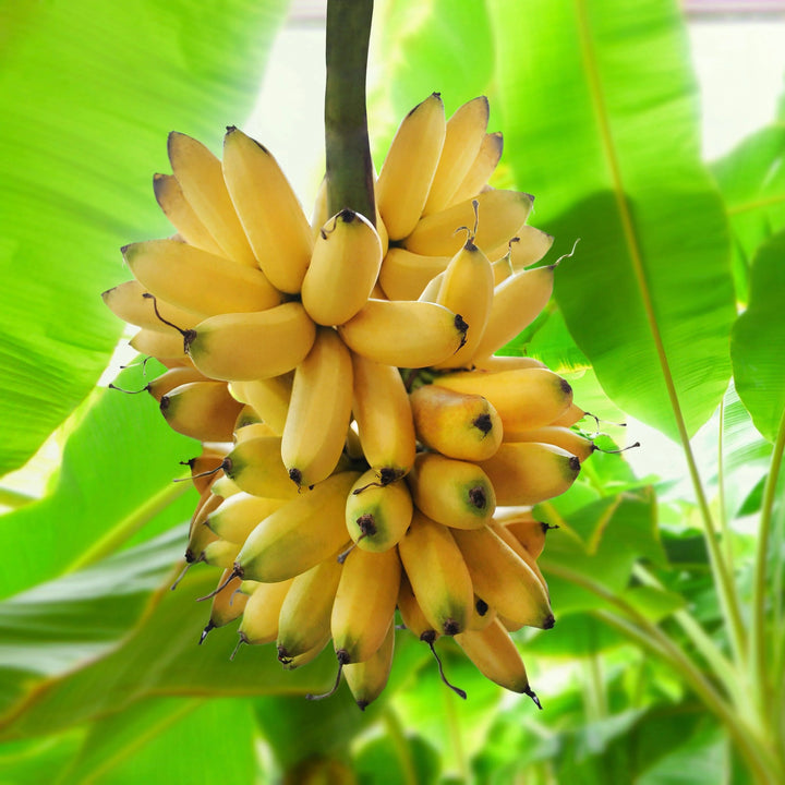 Tropical Banana Tree