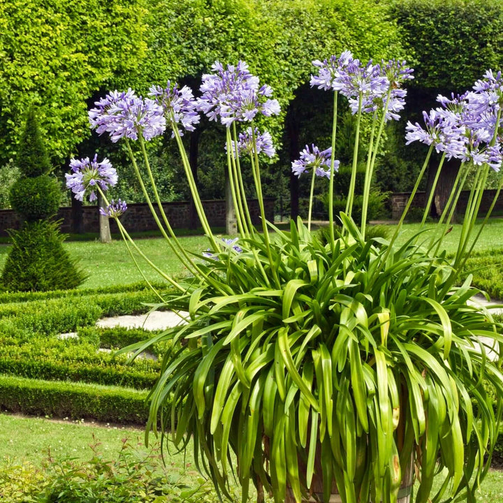 Agapanthus Africans Blue