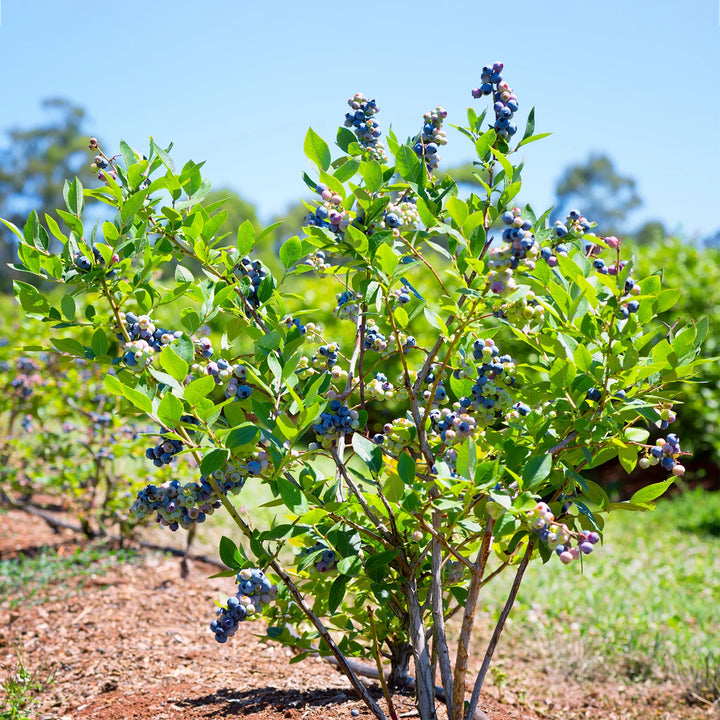 Blueberry