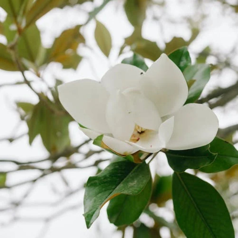 Magnolia ‘Bracken’s Brown Beauty’