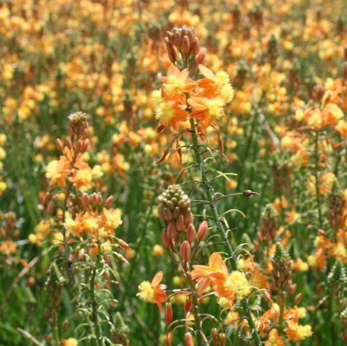 Bulbine Hallmark Orange