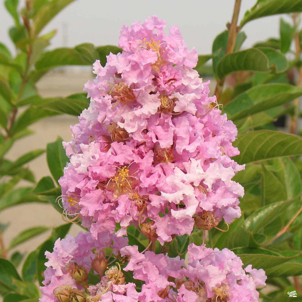 Crape Myrtle ‘Muskogee’