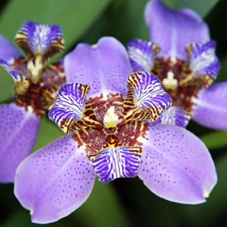 Apostles Iris