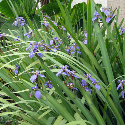 Apostles Iris