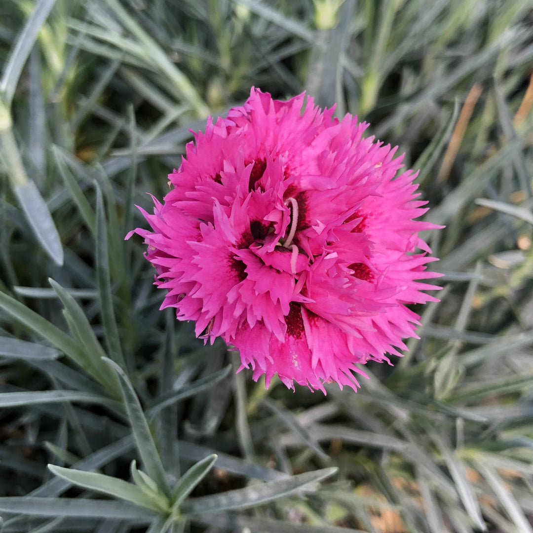 Dianthus (Pinks)
