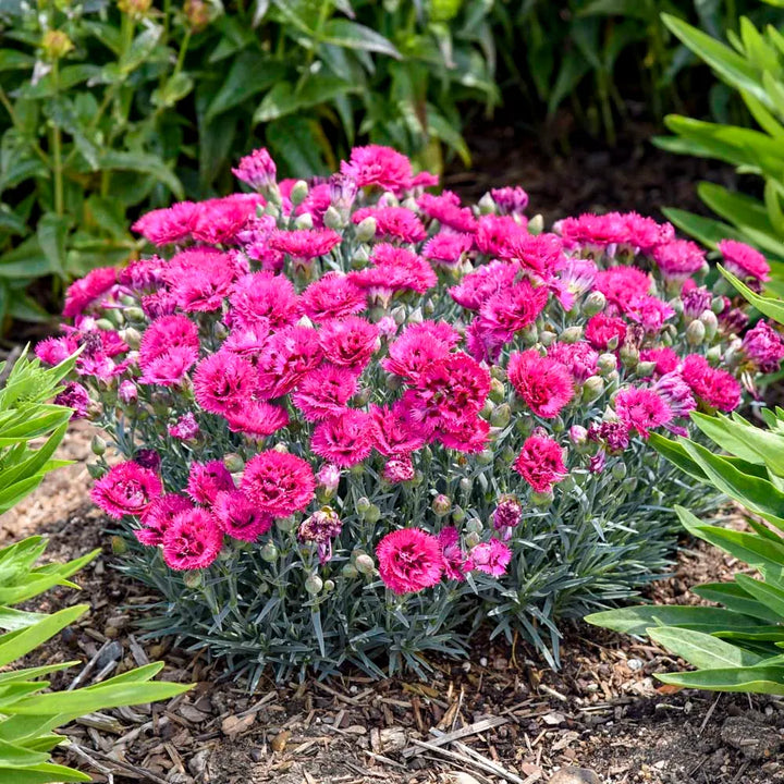 Dianthus (Pinks)