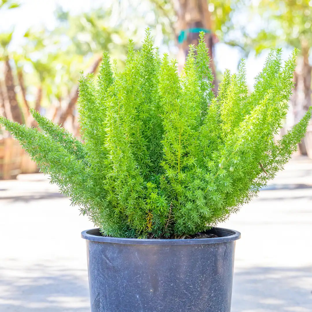 Foxtail Fern – Myers Fern