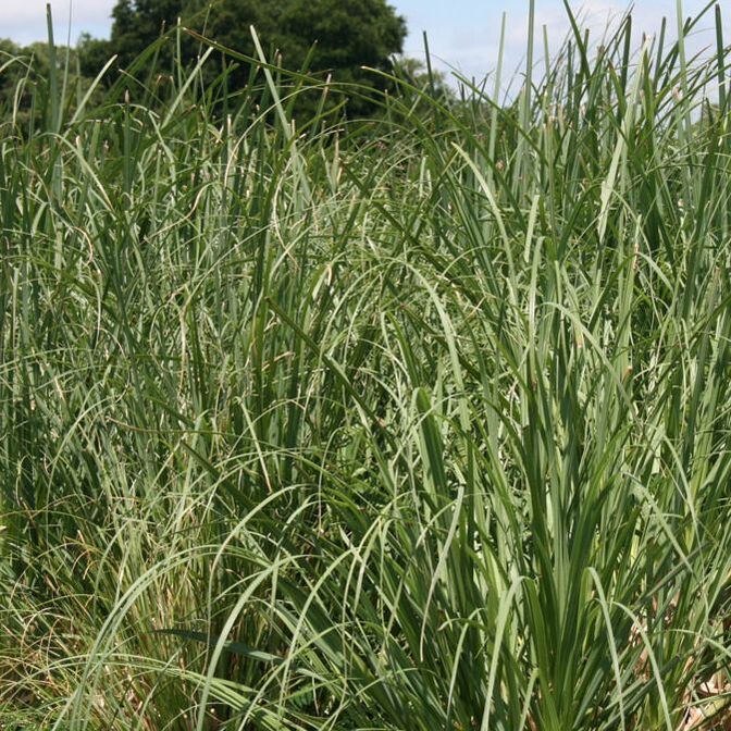 Grass Pampas