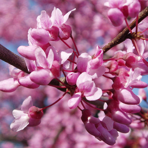 Redbud (Cercis canadensis)