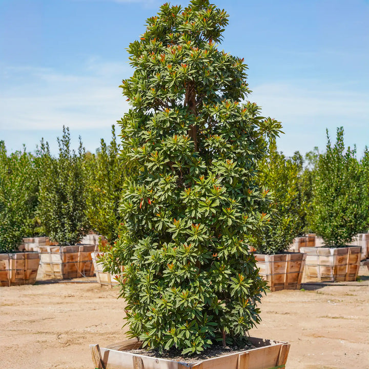 Large tree in a pot with a clear blue sky and other trees in the background