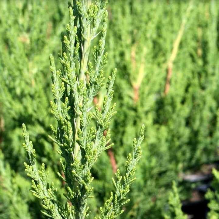 Juniper Torulosa
