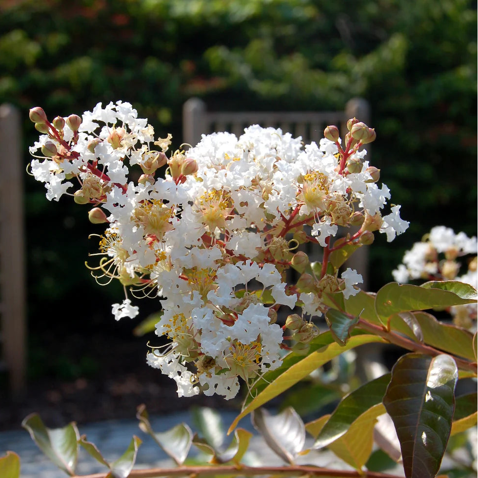 Crape Myrtle ‘Natchez’
