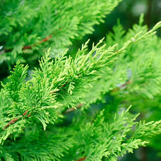 Close-up of green foliage with a blurred natural background