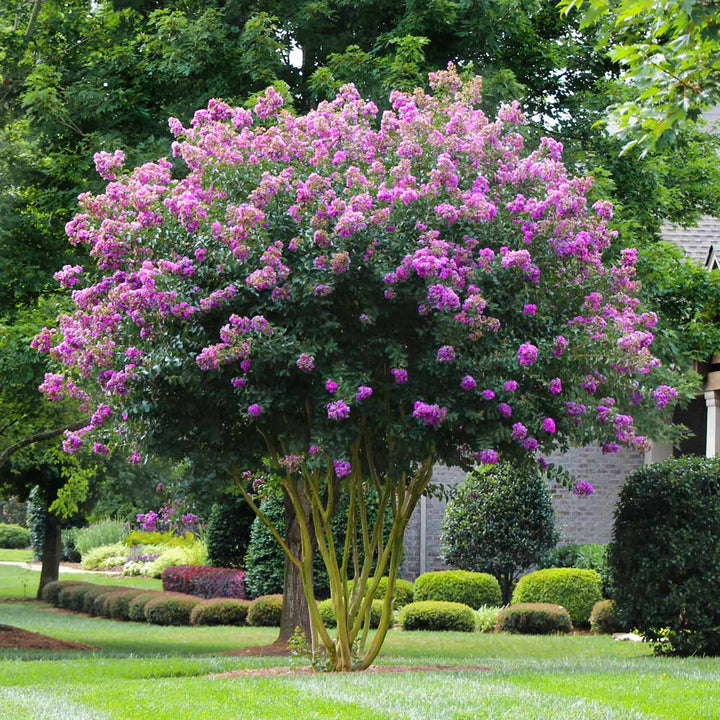 Crape Myrtle ‘Muskogee’