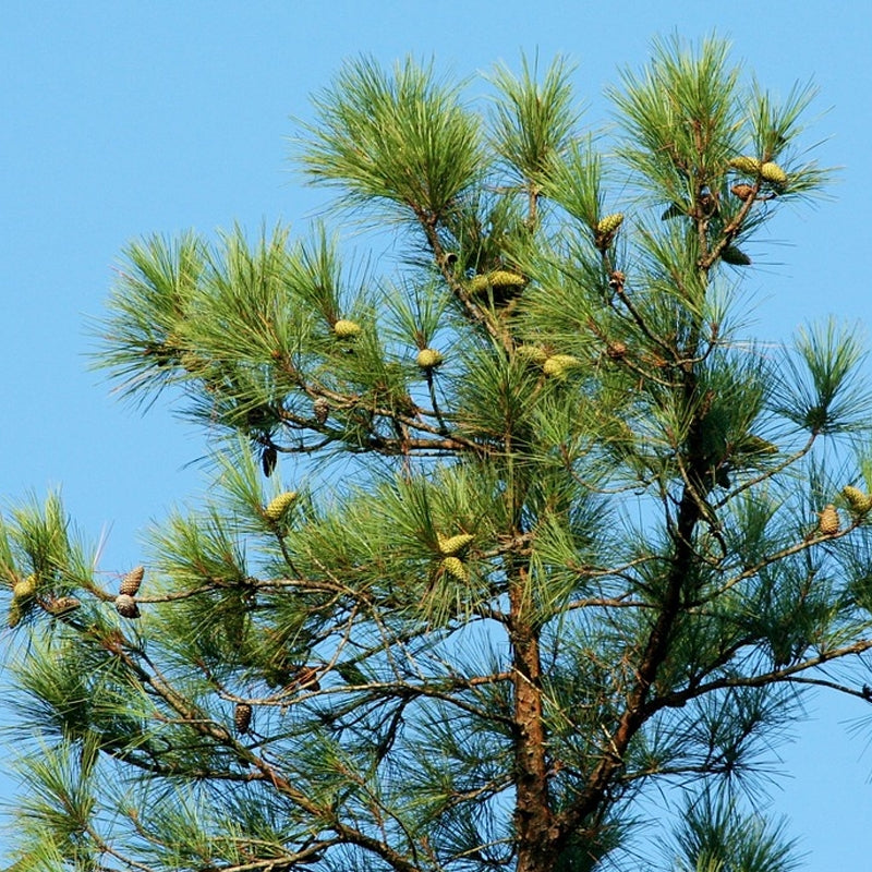 Slash Pine