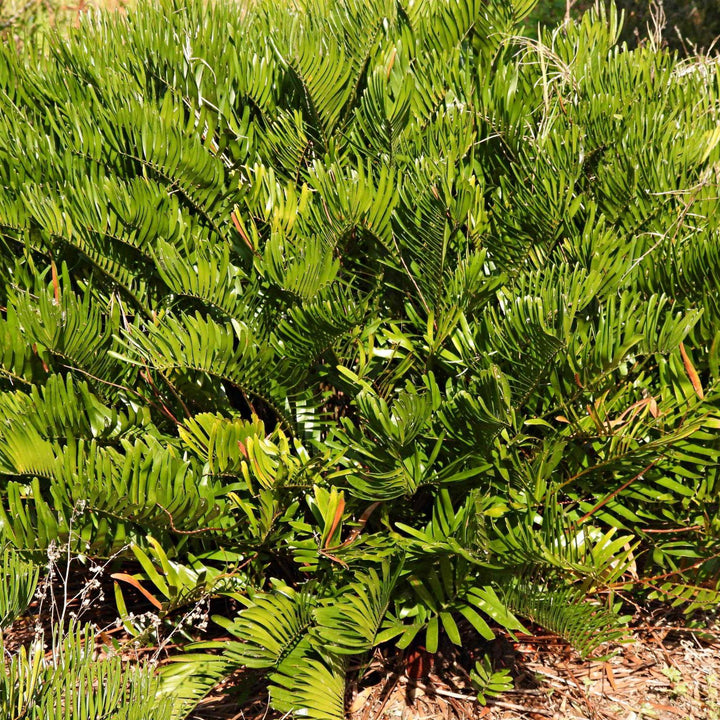 Coontie Palm