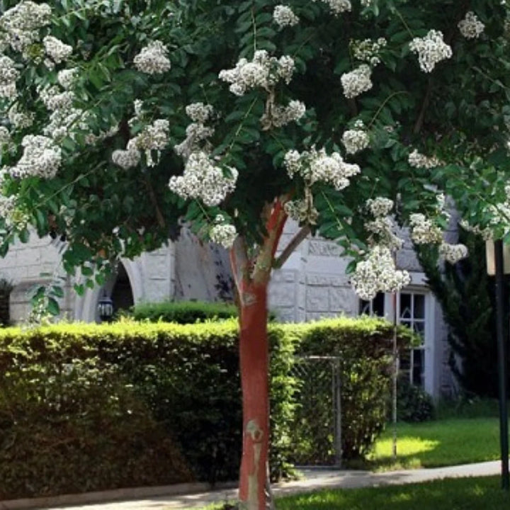 Crape Myrtle ‘Natchez’