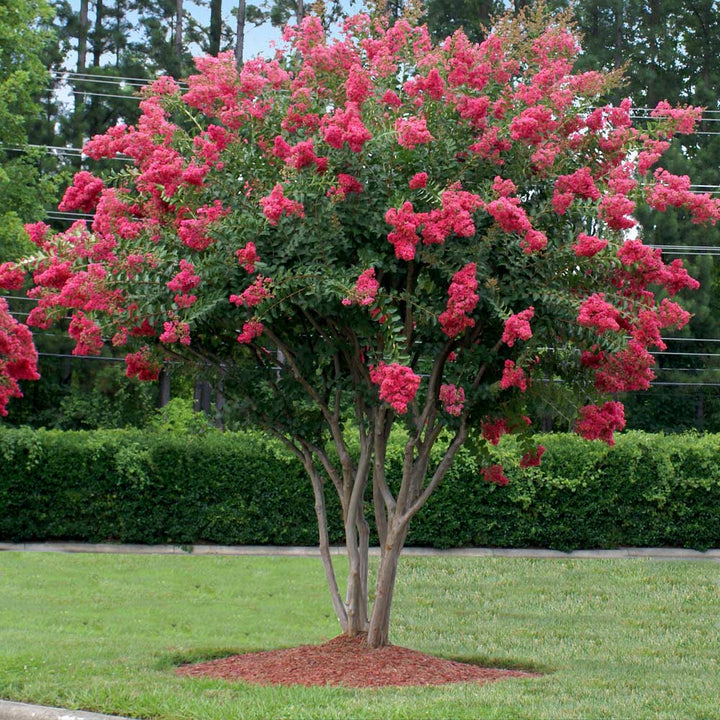 Crape Myrtle ‘Tuscarora’
