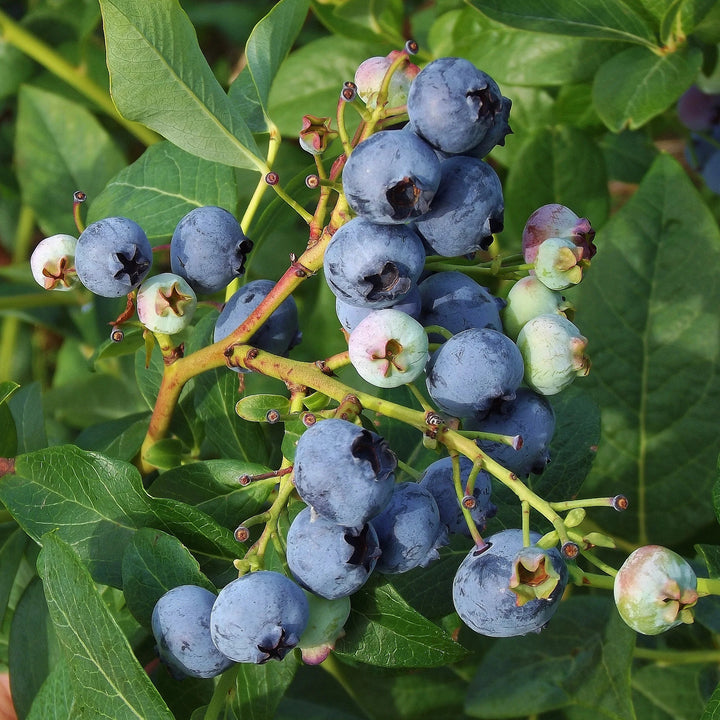 Blueberry