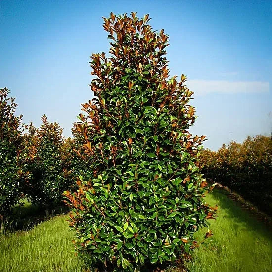 Magnolia ‘Bracken’s Brown Beauty’