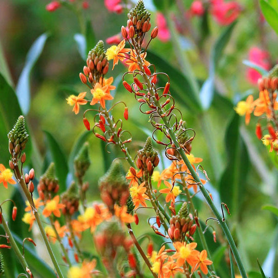 Bulbine Hallmark Orange