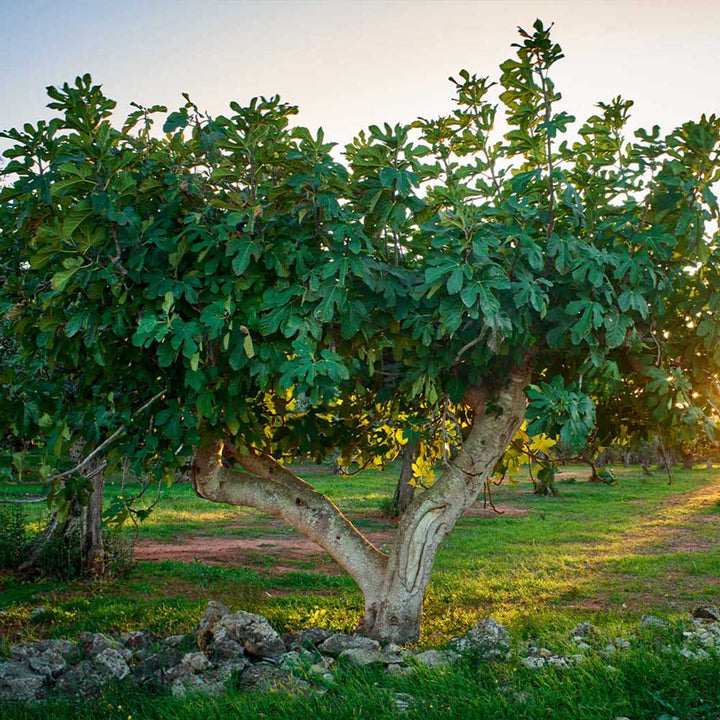 Fig Tree