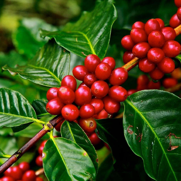Coffee Plant (Coffea arabica)