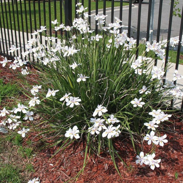 African Iris White