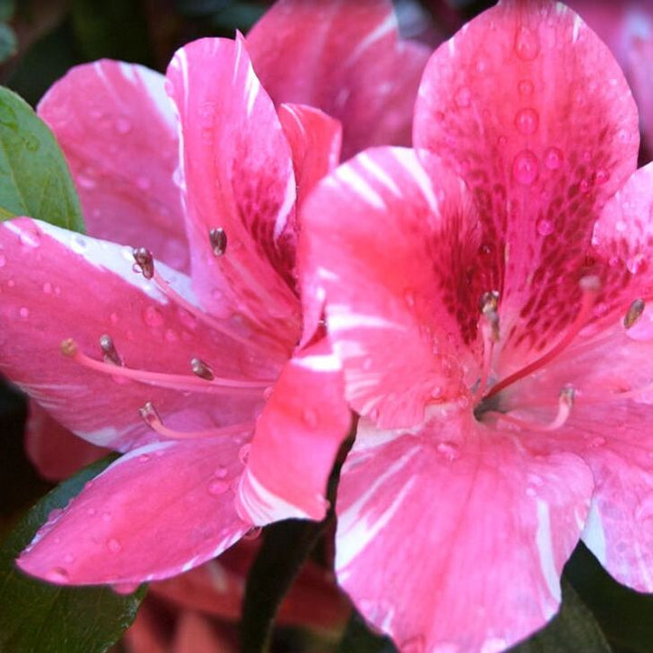 Azalea Dogwood