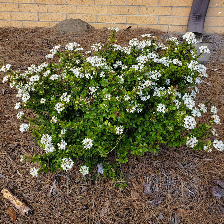 Walter’s Viburnum ‘Densa’