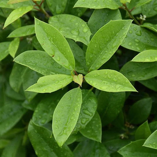 Holly ‘Eagleston’